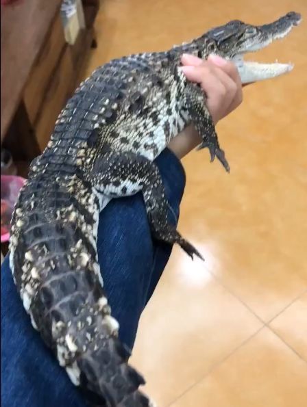 “全球最小鳄鱼，理想宠物伴侣”