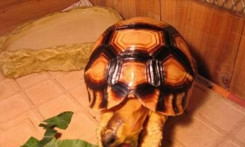 安哥洛卡陆龟的饲养方法（一步步教你如何打理这种爬行动物）