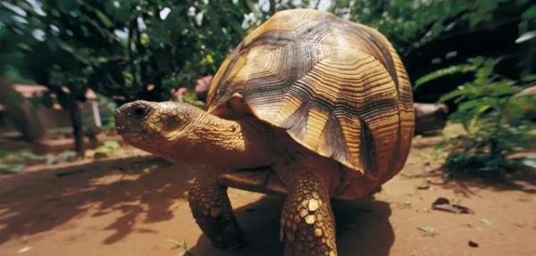 安哥洛卡陆龟的饲养方法（一步步教你如何打理这种爬行动物）