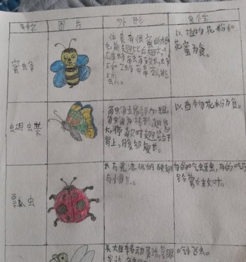 安哥洛卡陆龟的饲养方法（一步步教你如何打理这种爬行动物）