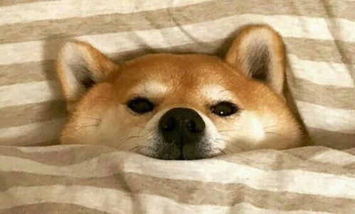 柴犬每日需多少卡路里？体重×0.75＝日需卡