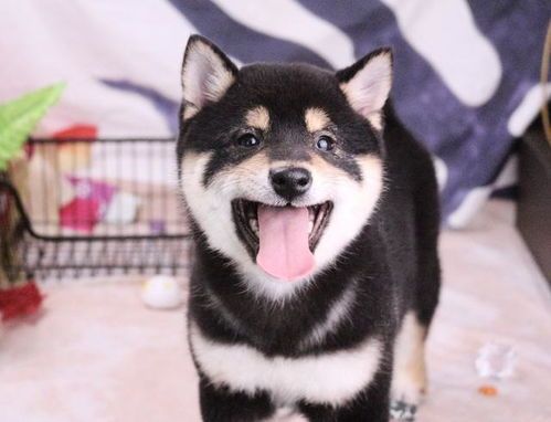 柴犬每日需多少卡路里？体重×0.75＝日需卡