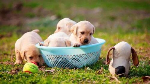 “结石狗饮食攻略，营养均衡是关键！”