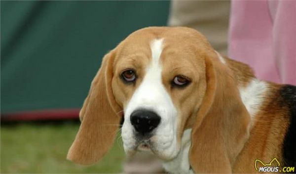 狗狗怎样饮食才健康?知道这些,你就能够放心选择了