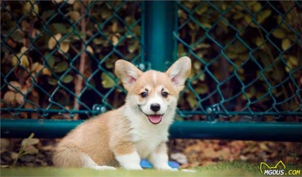 狗狗怎样饮食才健康?知道这些,你就能够放心选择了