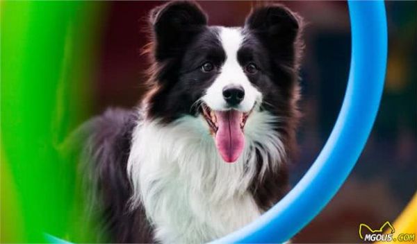 狗狗怎样饮食才健康?知道这些,你就能够放心选择了