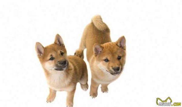 狗狗怎样饮食才健康?知道这些,你就能够放心选择了