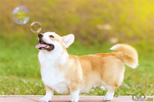 狗狗怎样饮食才健康?知道这些,你就能够放心选择了