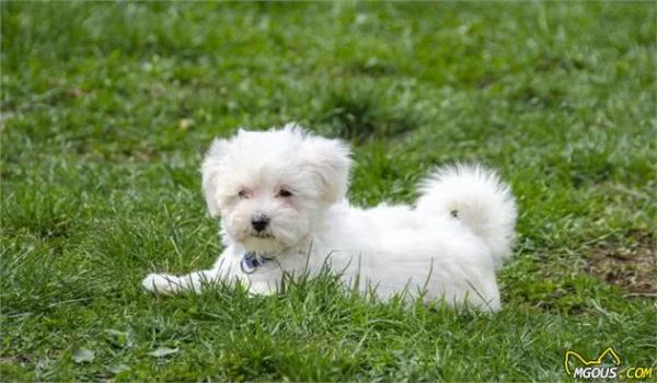 狗狗怎样饮食才健康?知道这些,你就能够放心选择了