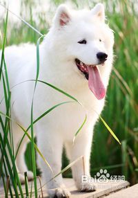 宠物禁忌：狗狗不宜食柠檬