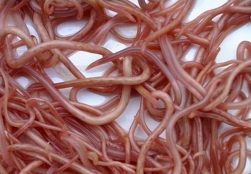 宠物蛔虫防治全解析