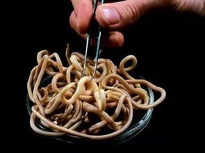 宠物蛔虫防治全解析