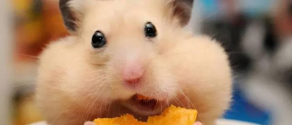 仓鼠吐舌头（仓鼠舔嘴的原因及如何解决）