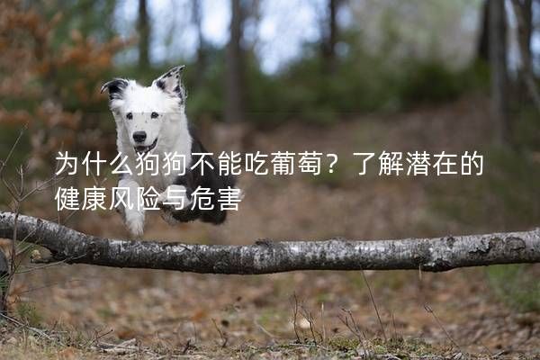 为什么狗狗不能吃葡萄?了解潜在的健康风险与危害