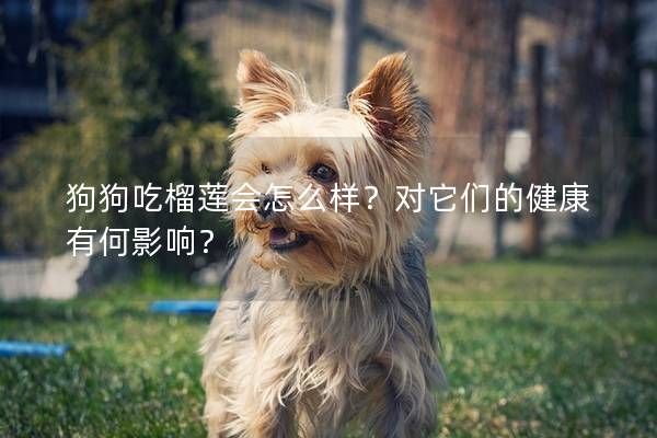 狗狗吃榴莲会怎么样?对它们的健康有何影响?