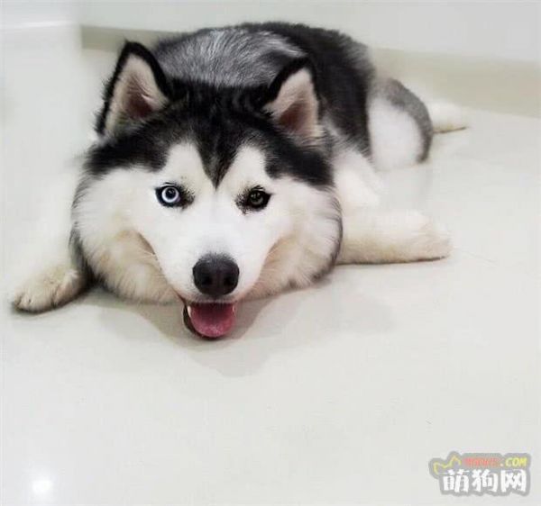 狗狗护理小贴士:喂狗狗吃含有食用油的食物安全吗?