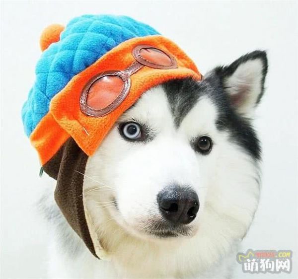 狗狗护理小贴士:喂狗狗吃含有食用油的食物安全吗?