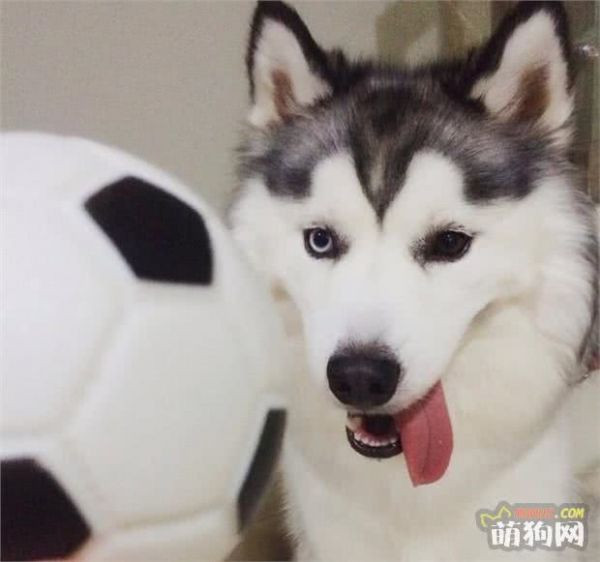 狗狗护理小贴士:喂狗狗吃含有食用油的食物安全吗?