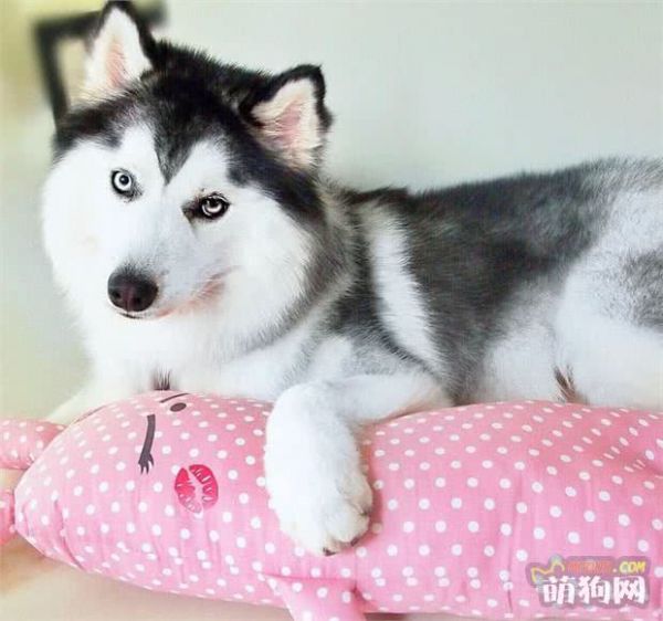 狗狗护理小贴士:喂狗狗吃含有食用油的食物安全吗?