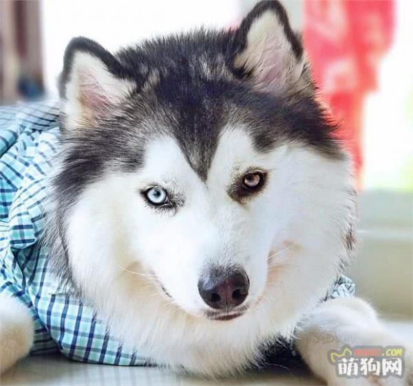 狗狗护理小贴士:喂狗狗吃含有食用油的食物安全吗?