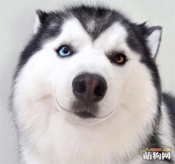 狗狗护理小贴士:喂狗狗吃含有食用油的食物安全吗?