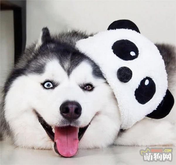 狗狗护理小贴士:喂狗狗吃含有食用油的食物安全吗?