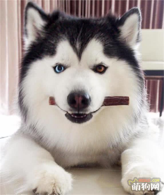 狗狗护理小贴士:喂狗狗吃含有食用油的食物安全吗?