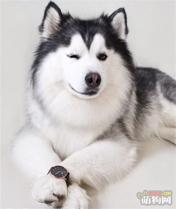 狗狗护理小贴士:喂狗狗吃含有食用油的食物安全吗?