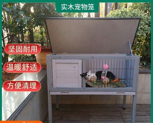 如何科学地饲养毛丝鼠（让你的宠物毛丝鼠健康快乐成长）