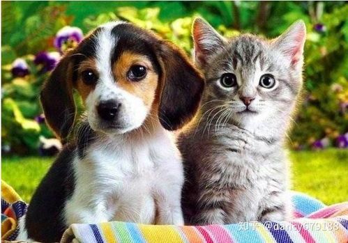 宠物饮水安全小常识