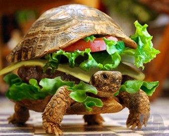 男子将宠物龟藏于汉堡企图一同旅行