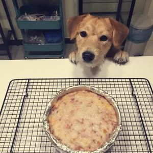 狗狗蛋糕（无面粉）的做法 步骤7