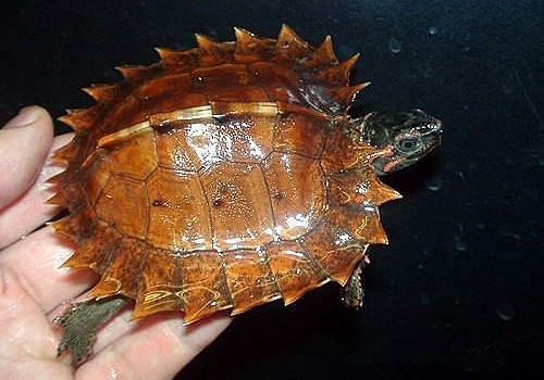 刺山龟的寿命有多长?