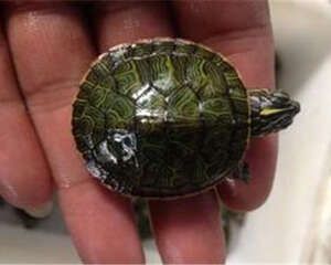 阿拉巴马红肚龟品种简介