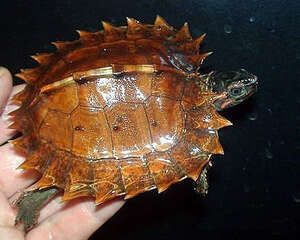 刺山龟的寿命有多长?