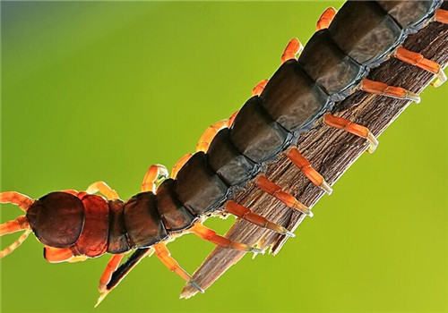 蜈蚣的喂食要点