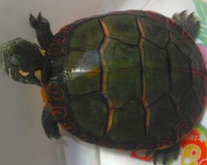 宠物龟饲养环境的需求