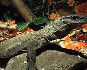 粗脖巨蜥的饲养环境