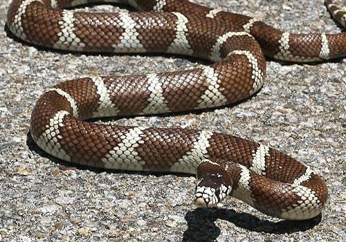 常见王蛇的一些饲养要点