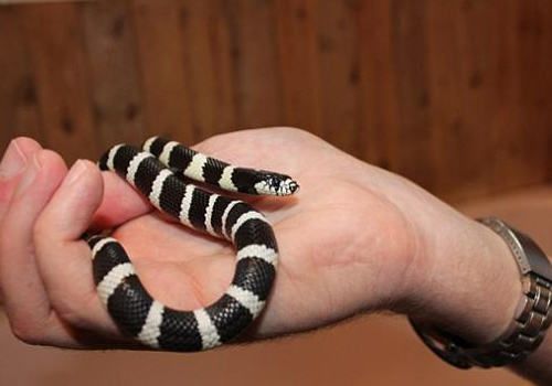 常见王蛇的一些饲养要点