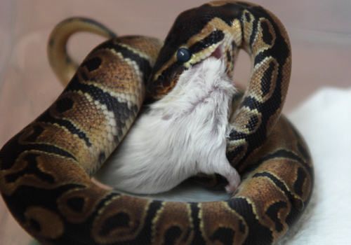 常见王蛇的一些饲养要点