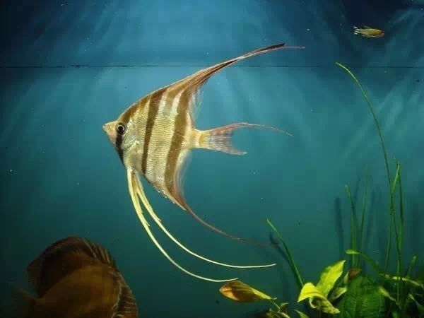 乌龟放在什么地方最旺?风水布局与养护指南,乌龟风水最佳摆放位置与养护全攻略