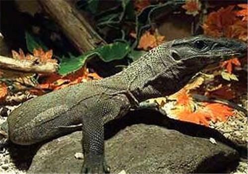 粗脖巨蜥的饲养环境