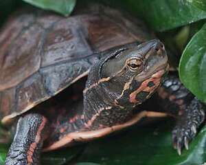 云南闭壳龟的品种简介