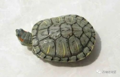 宠物龟缸养护指南?龟缸选择、清洁、喂食、疾病预防全面解析