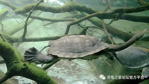 宠物龟缸养护指南?龟缸选择、清洁、喂食、疾病预防全面解析