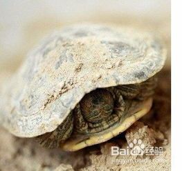 宠物龟缸养护指南?龟缸选择、清洁、喂食、疾病预防全面解析