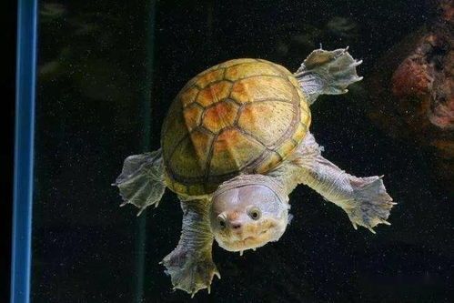 宠物龟缸养护指南?龟缸选择、清洁、喂食、疾病预防全面解析