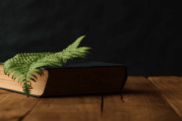 夏天适合什么小型犬种,夏天适合什么小型犬种狗