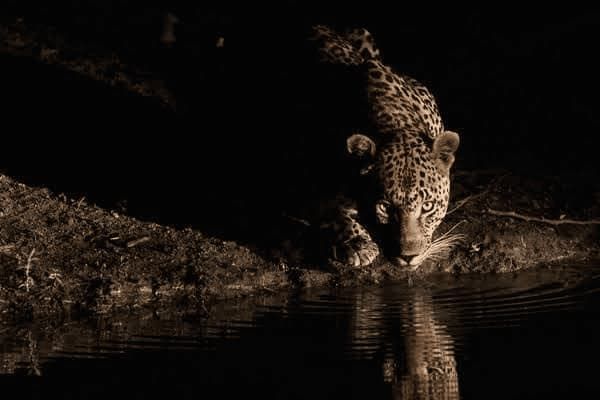 帅气的小型犬种有哪些,帅气的小型犬种有哪些图片